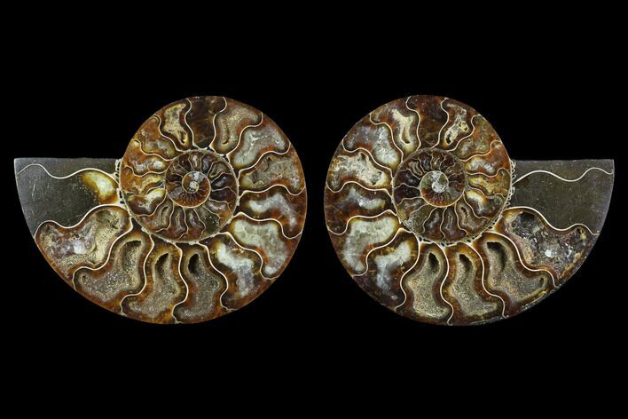 Sliced Ammonite Fossil - Agatized #124991